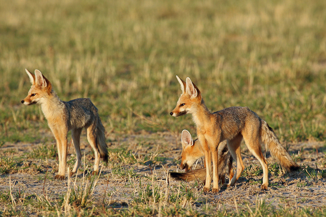 Cape Foxes