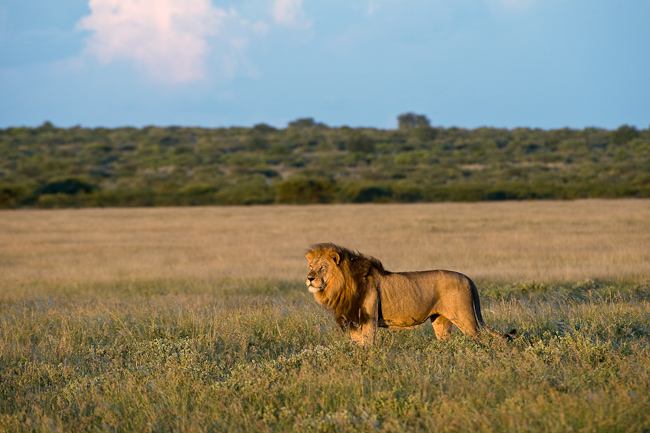 Male lion at Kalahari Plains Camp, Botswana