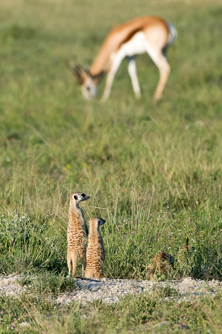 Meerkats and Springbok