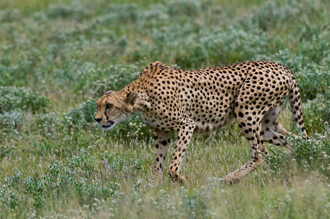 Stalking cheetah