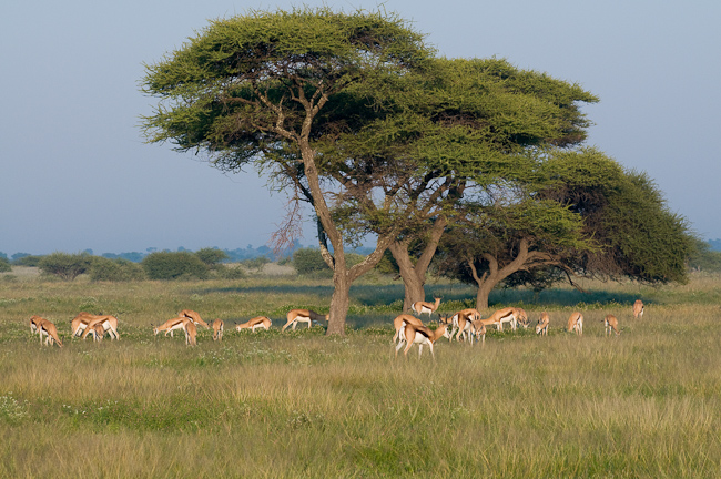 Springboks and Camelthorn trees