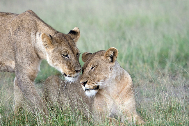 Lioness greeting