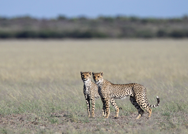 Young cheetahs