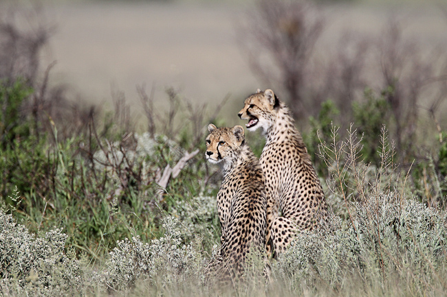Sub-adult cheetahs