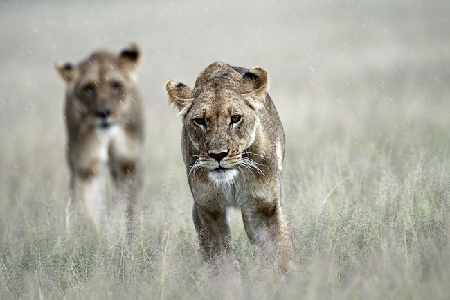 Lionesses in the raindrops