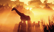 Giraffes and Zebras at sundown