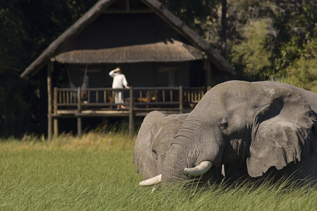 Elephants in front of Khwai River Lodge guest tent