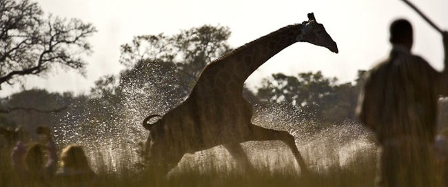 Giraffe running through water