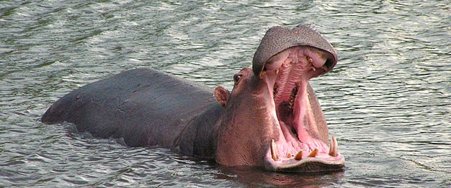 Yawning hippo
