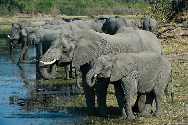 Elephants along the Linyanti river