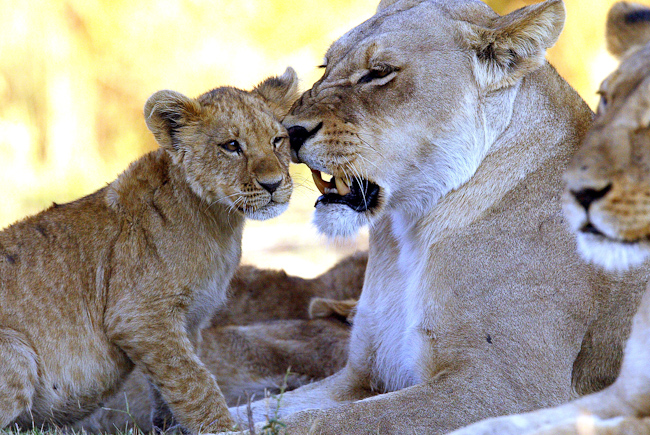 Lioness and her cub