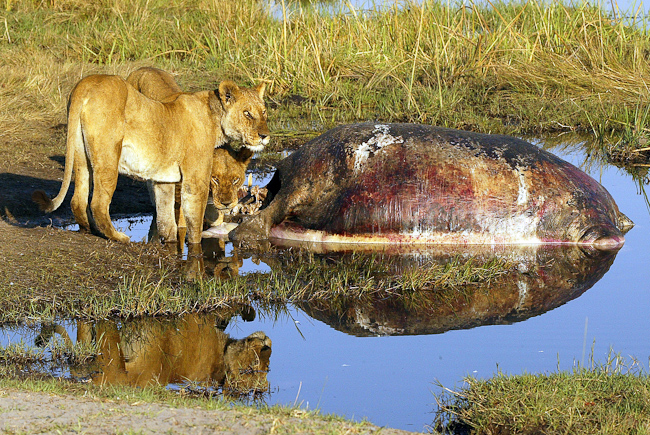 A dead hippo makes a very big meal