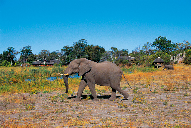 Elephant with camp in the background