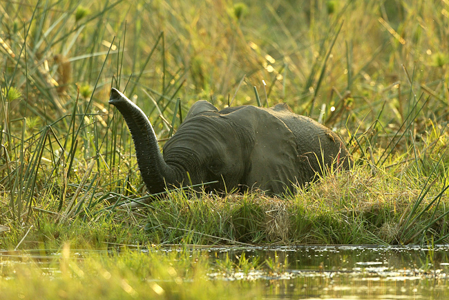 Elephant crossing deep water