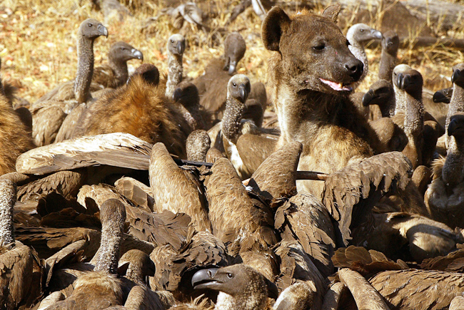 Hyena amongst the vultures