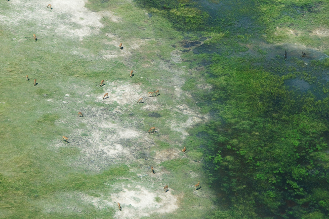 Aerial view of Impala herd