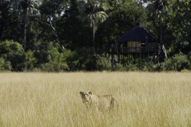 Lioness and Kwetsani guest tent