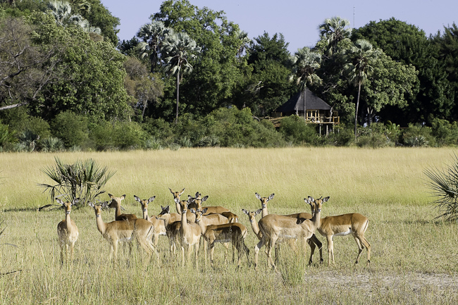 Impalas in front of camp