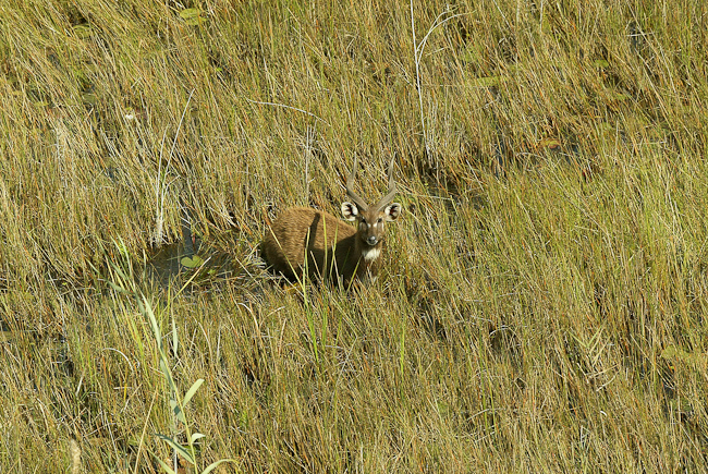 Male Sitatunga, a water-adapted antelope