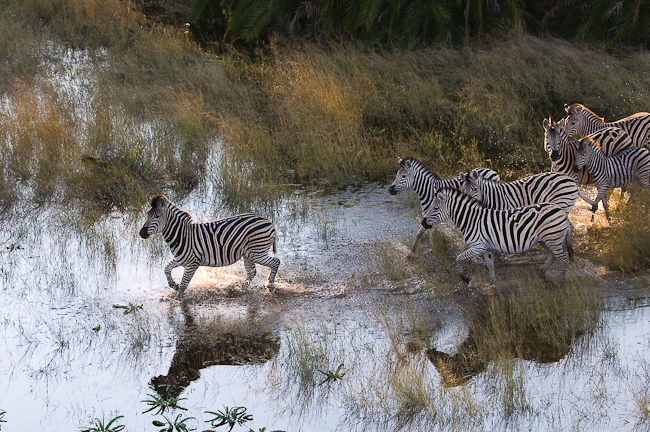 Zebras moving through shallow water at Kwetsani
