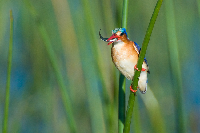 Malachite Kingfisher with a catch