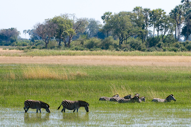 Zebras enjoying the water and lush grasses