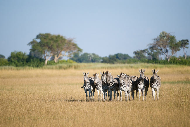 Herd of zebras at Kwetsani