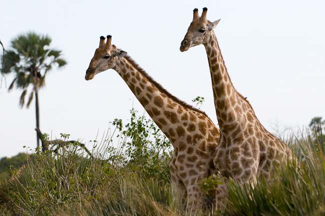 Giraffes at Kwetsani