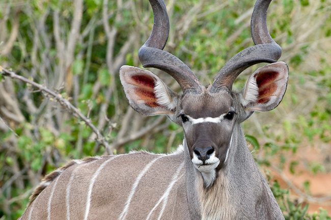 Male Kudu antelope