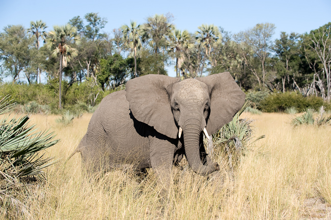Elephant near Kwetsani camp