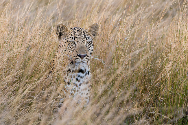 Lovely leopard in the tall grass