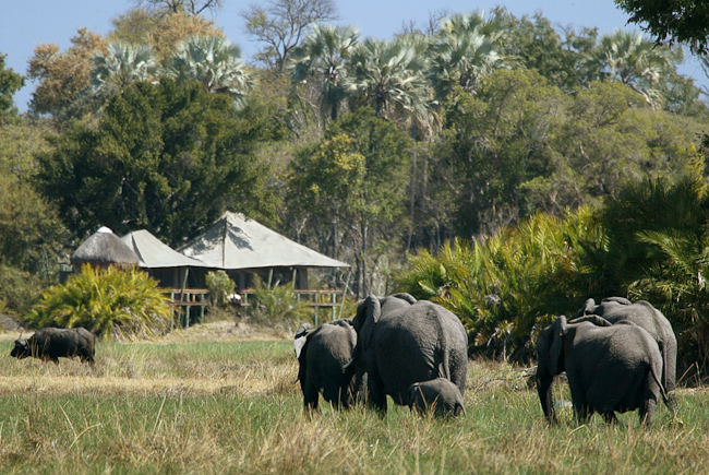 Elephants in front of Little Mombo