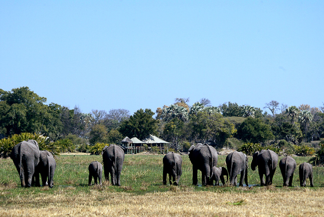 Elephant herd heading towards Little Mombo