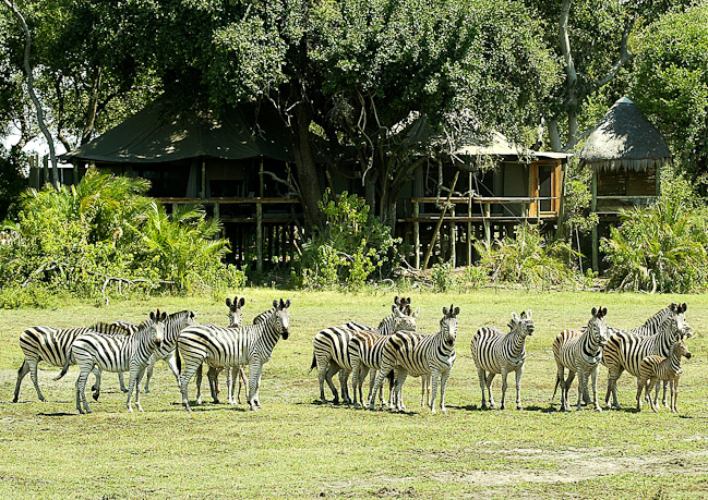 Guest tent and zebras at Little Mombo camp