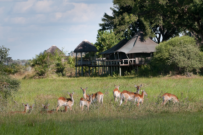 Red Lechwe antelopes and guest tent