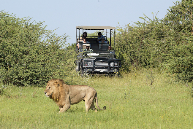 Game drive at Little Mombo
