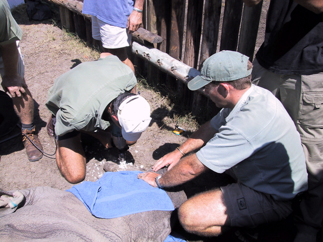 Checking rhino vitals at Mombo's rhino boma