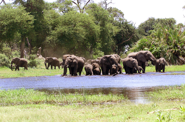 Elephants enjoying the water at Mombo