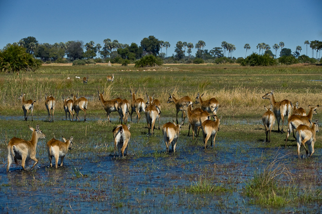 Red Lechwe antelopes
