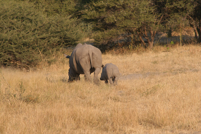 Bogale and Valentine - White rhinos at Mombo