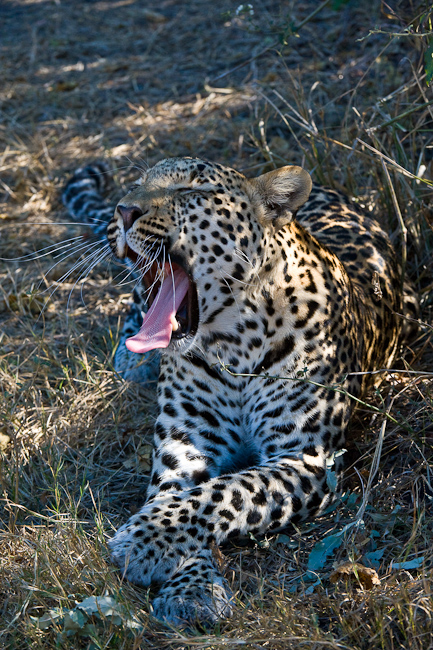 Relaxed leopard at Mombo