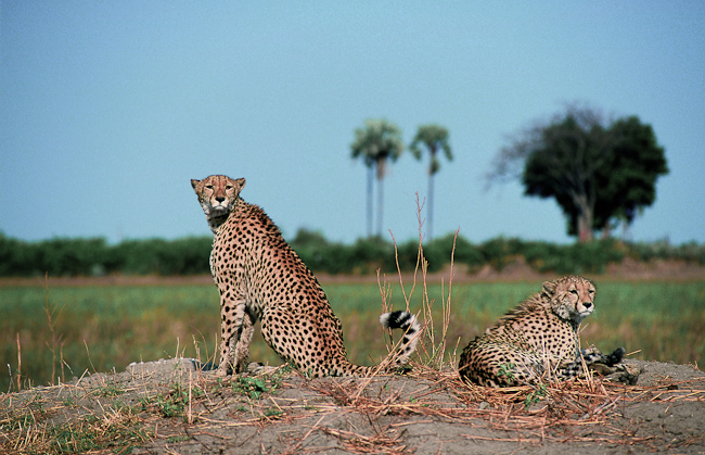 Cheetah brothers at Mombo