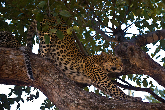 Legadima, Mombo's famous female leopard - Jul 2008