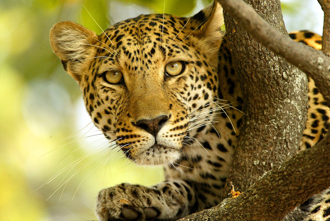 Leopard gaze