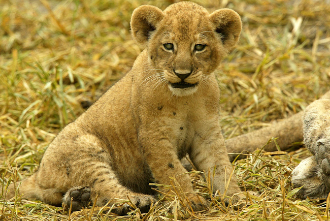 Lion cub at Mombo