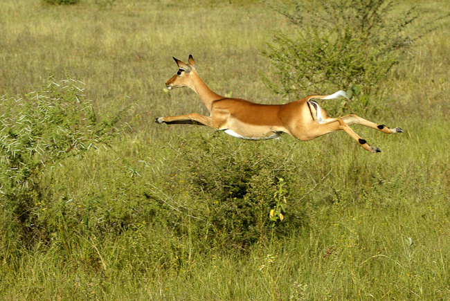 Leaping Impala