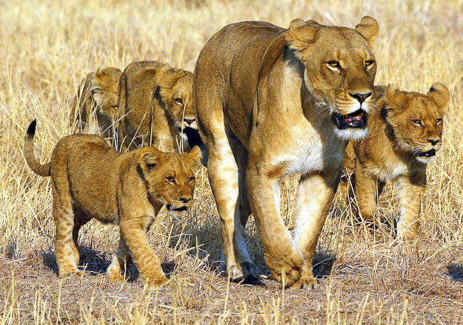 Lioness with cubs at Mombo