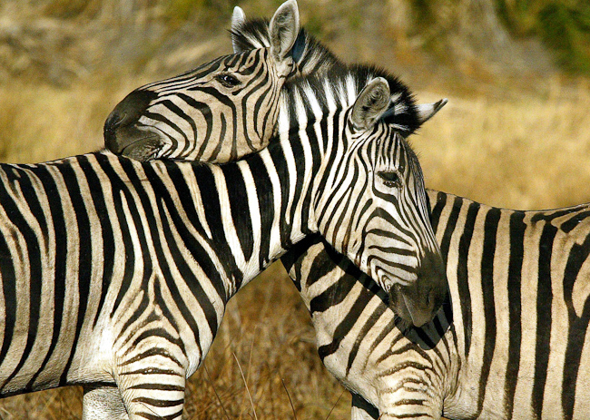 Zebra affection