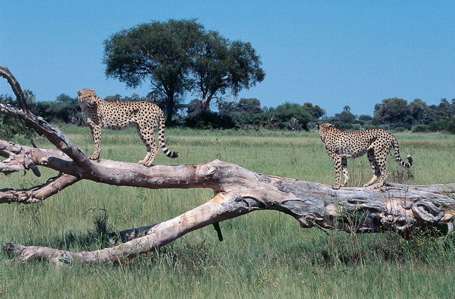 Cheetahs at Vumbura