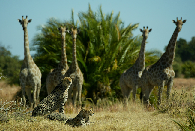 Giraffes keep an eye on two cheetah at Vumbura